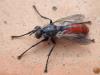 Cylindromyia bicolor